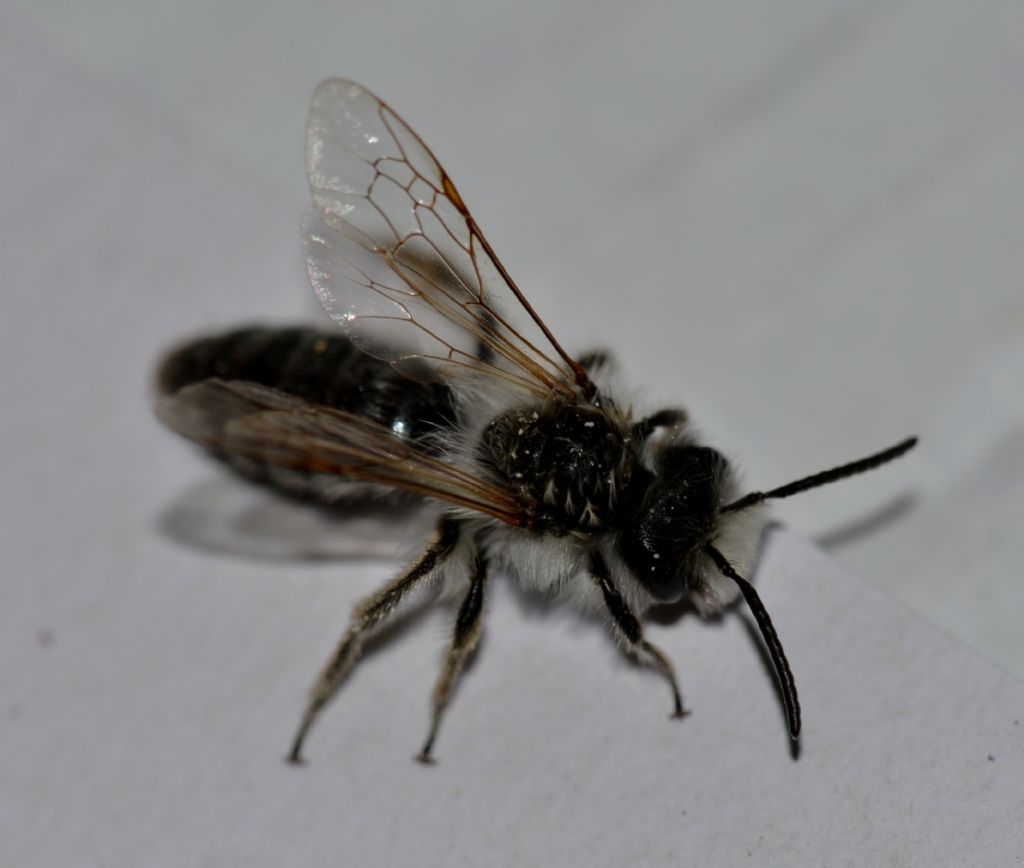 Andrena sp., maschio